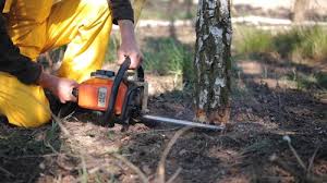 Why Choose Our Tree Removal Services in Wrightsville, AR?